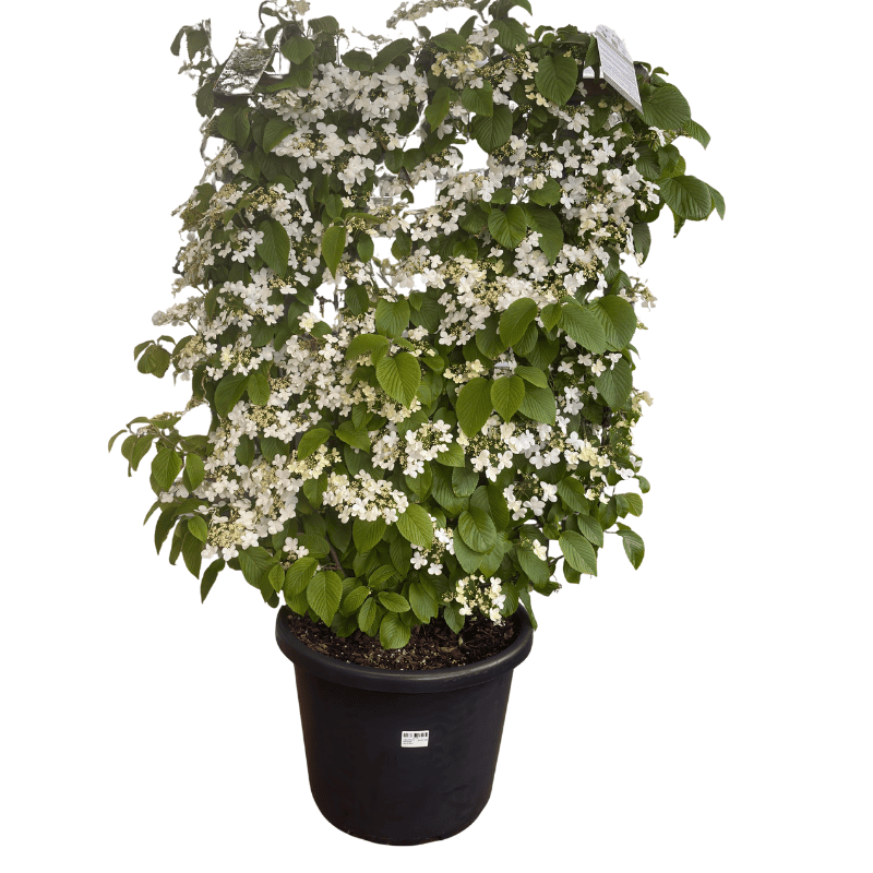 Viburnum 'Mariesii' Espalier 40cm