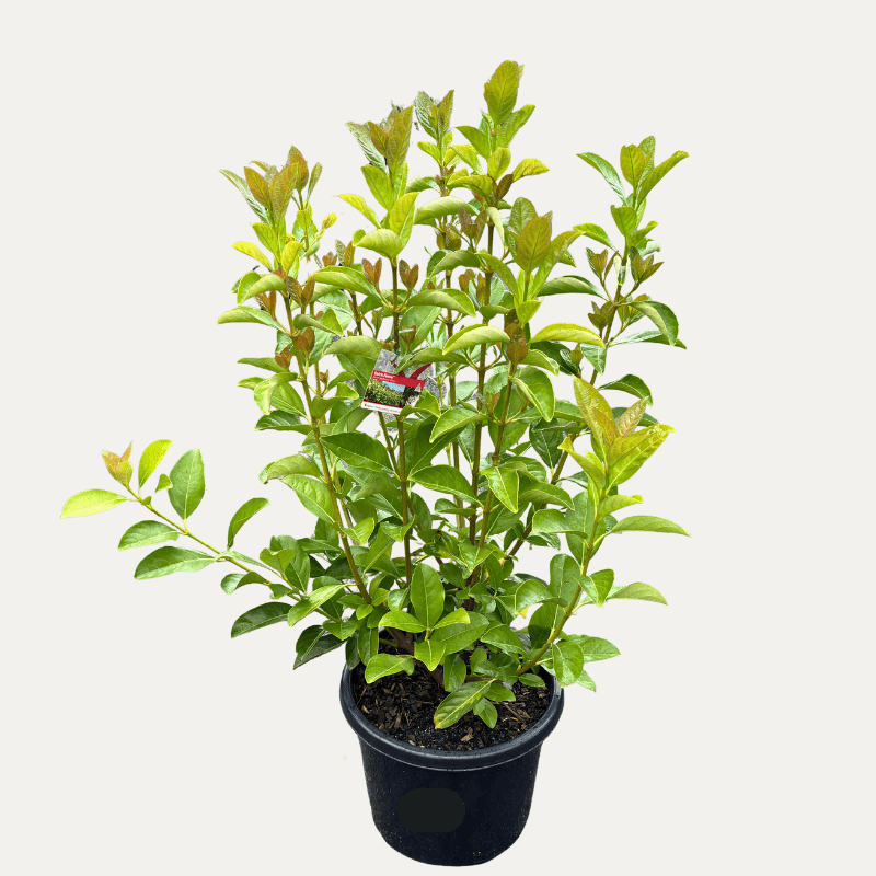Viburnum odoratissimum 'Quick Fence' 33cm