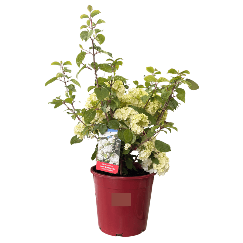 Japanese Snowball 'Opening Day' Viburnum plicatum PIIVIB 20cm