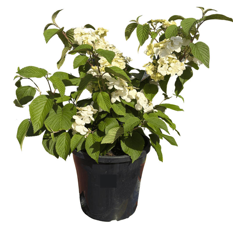 Viburnum plicatum 'Mariesii' 25cm