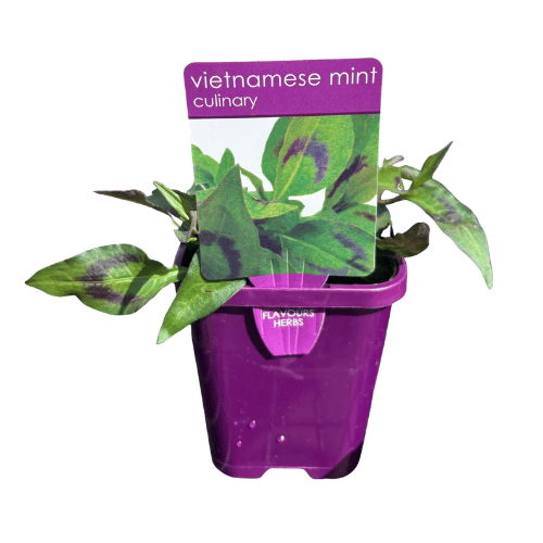 Mint Vietnamese 10cm