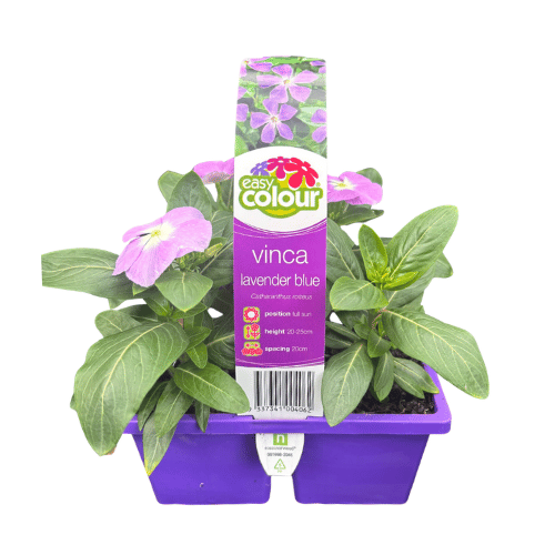 Vinca Lavender Blue