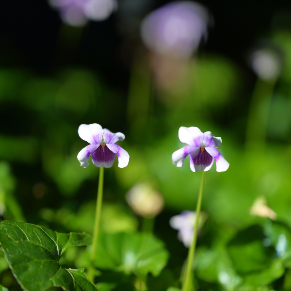 Viola hederacea 14cm