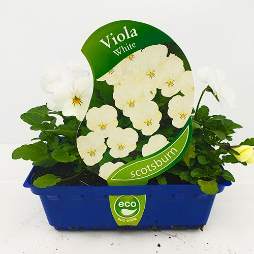Viola White Punnet