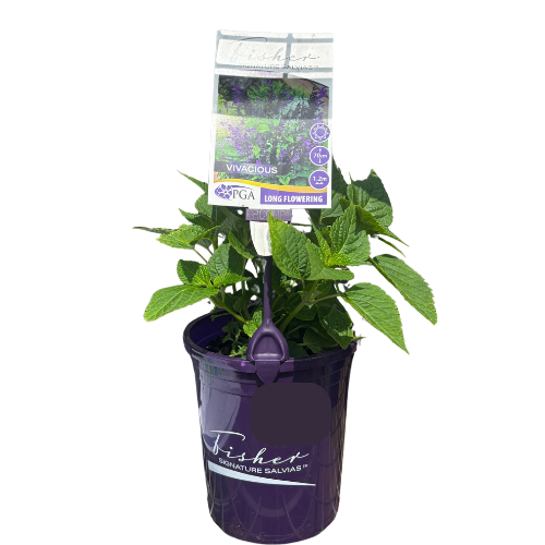 Salvia Fisher Vivacious 14cm