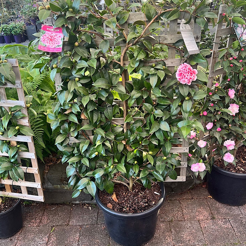 Camellia 'Volunteer' Espalier 40cm