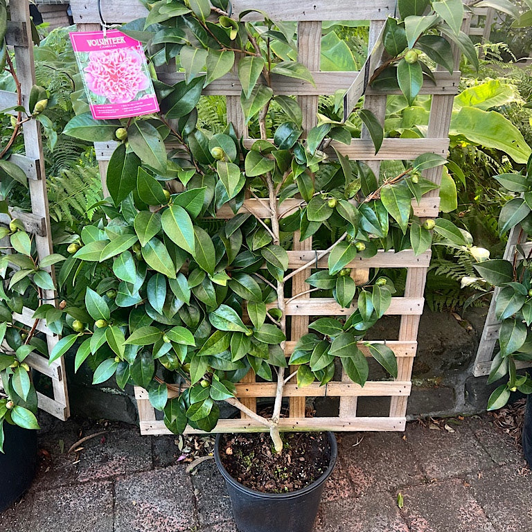 Camellia 'Volunteer' Espalier 25cm