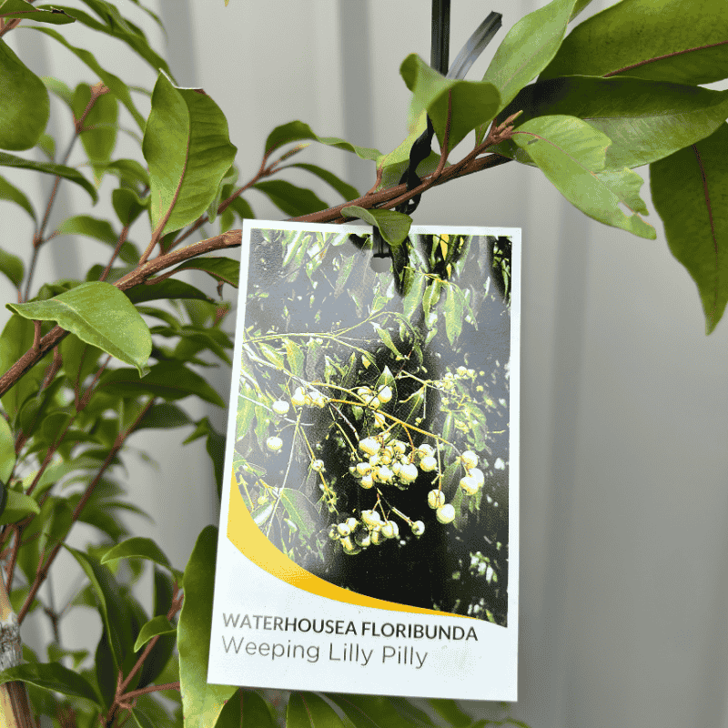 Waterhousea floribunda 33cm