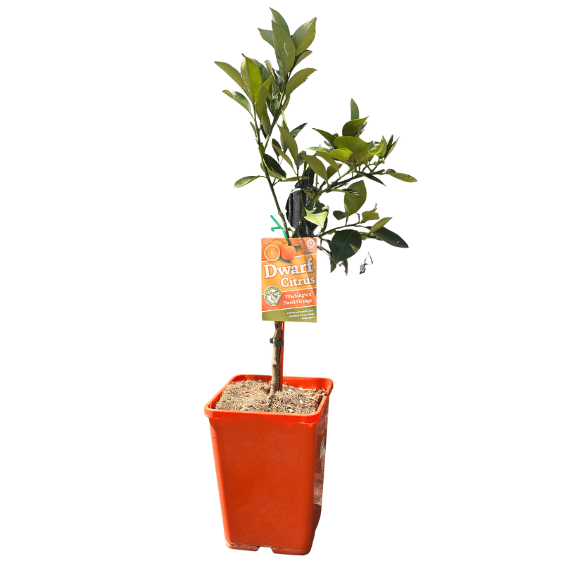 Orange Washington Navel Dwarf 18cm Square