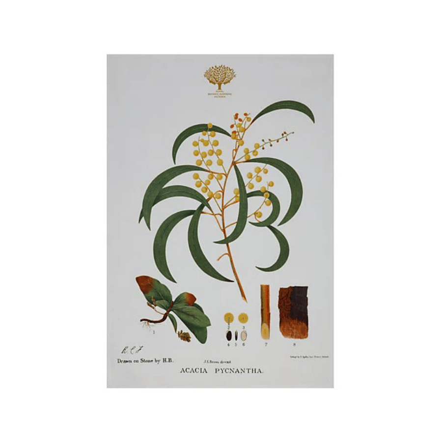 Tea Towel Botanic 50 x 70cm Wattle