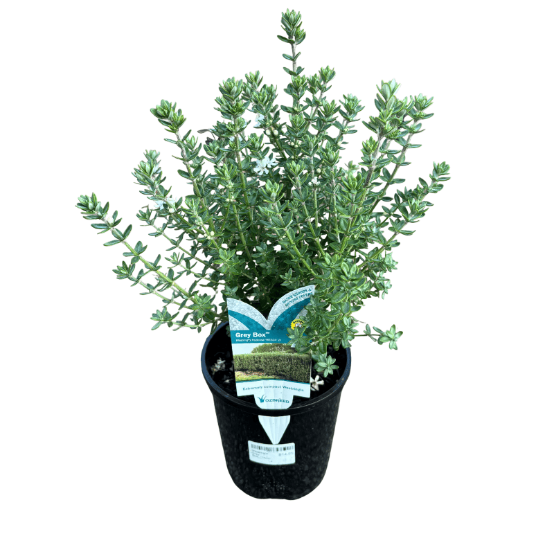 Westringia 'Grey Box' 14cm
