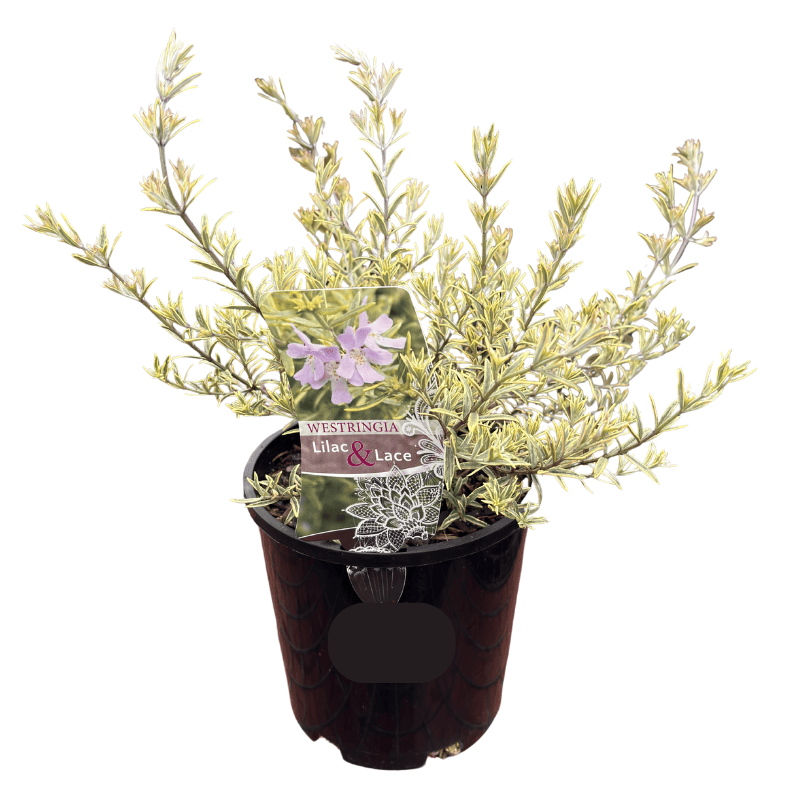 Westringia Lilac & Lace 14cm