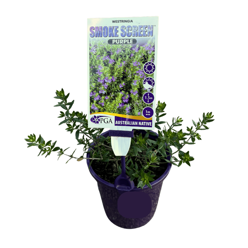 Westringia Smoke Screen Purple 14cm