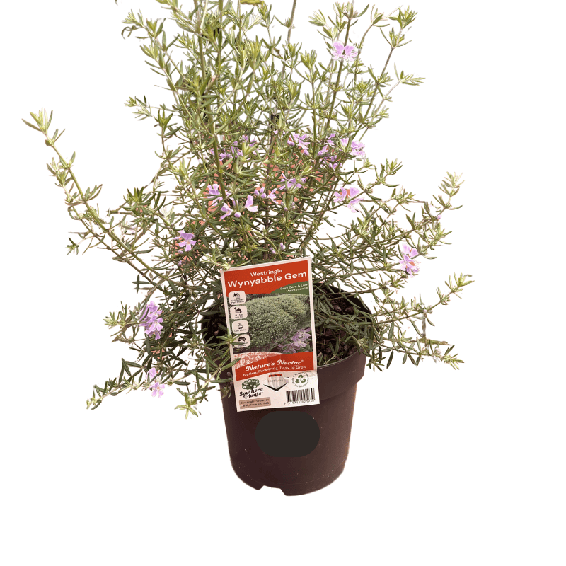 Westringia Wynyabbie Gem 18cm