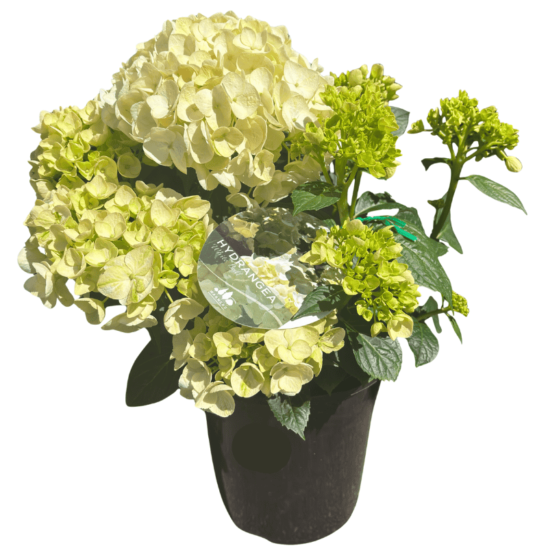 Hydrangea Ball Type White 20cm