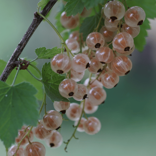 Currant White