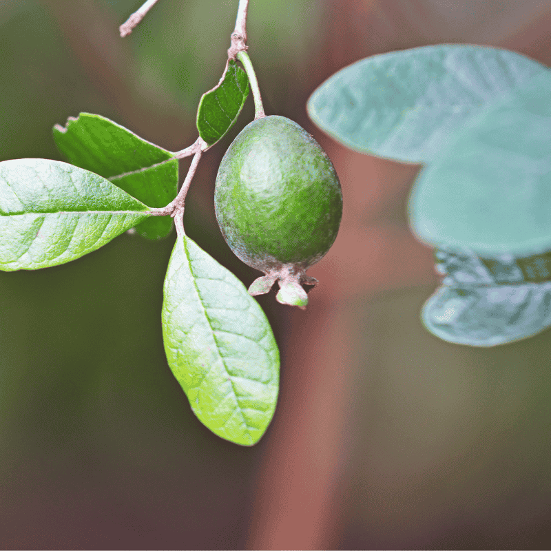 Feijoa White Goose 5L