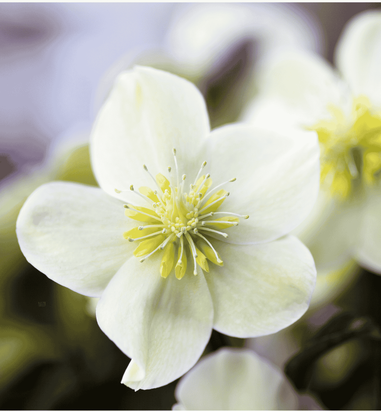 Helleborus Winter White 14cm