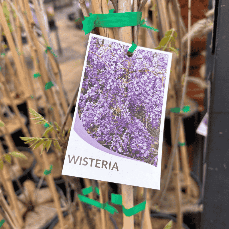 Wisteria Assorted 20cm