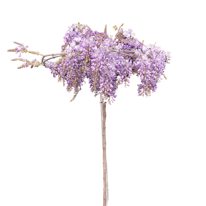 Wisteria sinensis 40cm 1.5m Standard