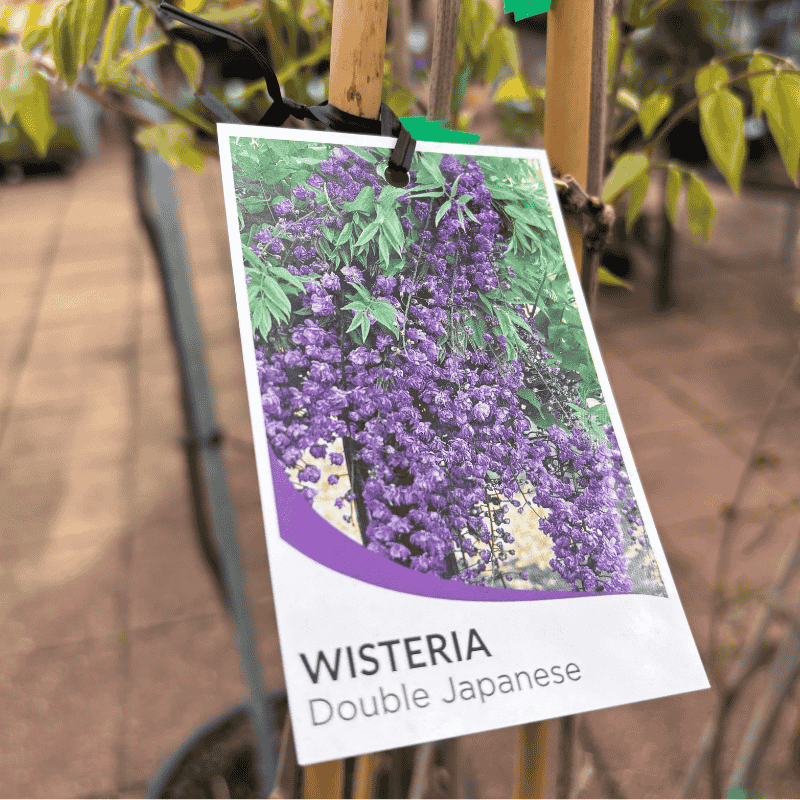 Wisteria Assorted 20cm