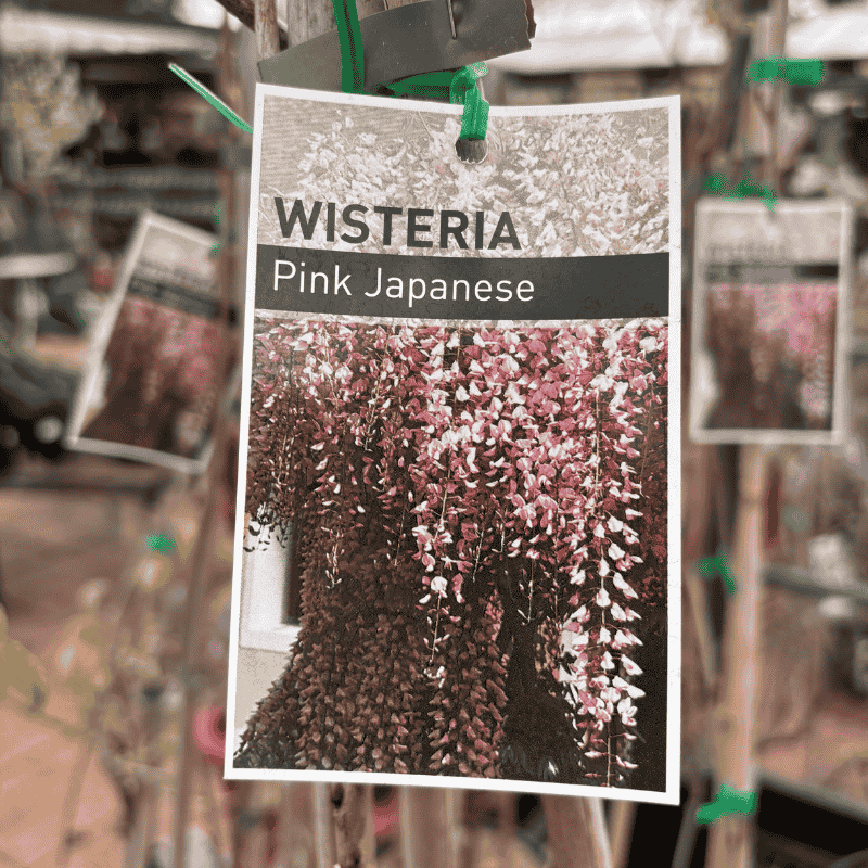 Wisteria Assorted 20cm