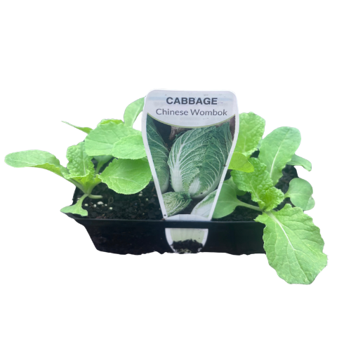 Chinese Wombok Cabbage