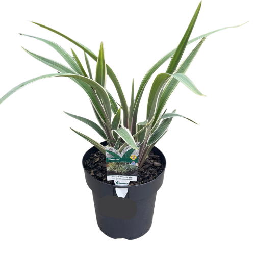Dianella Wyeena 18cm