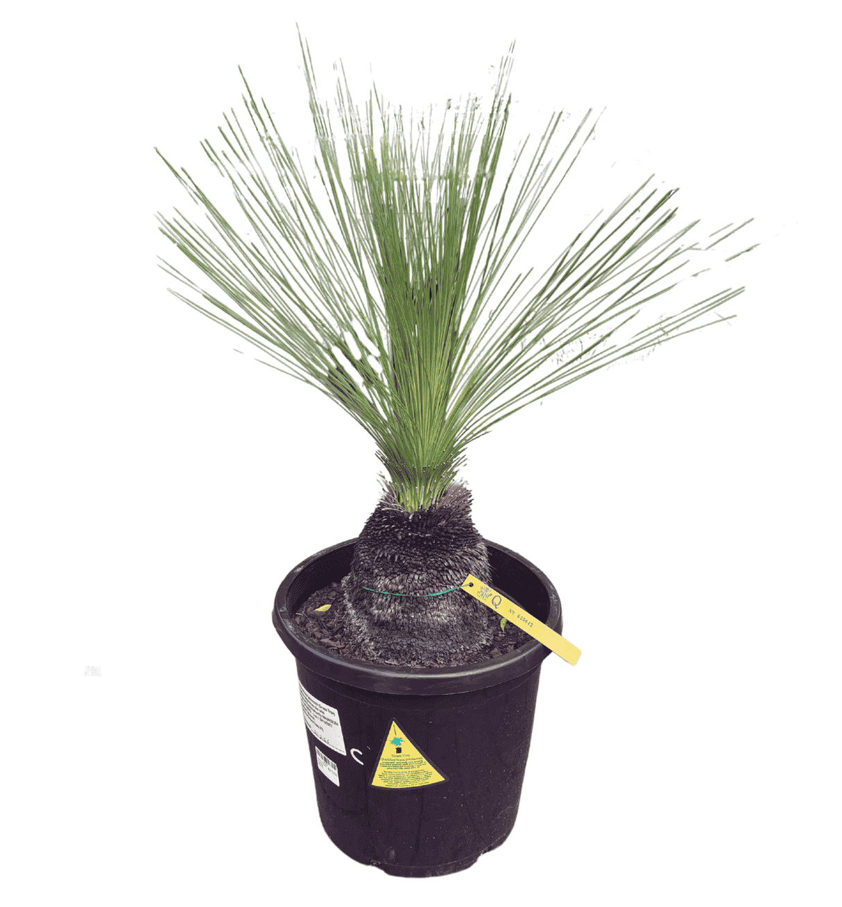 Xanthorrhoea australis 'Grass Tree' 30cm