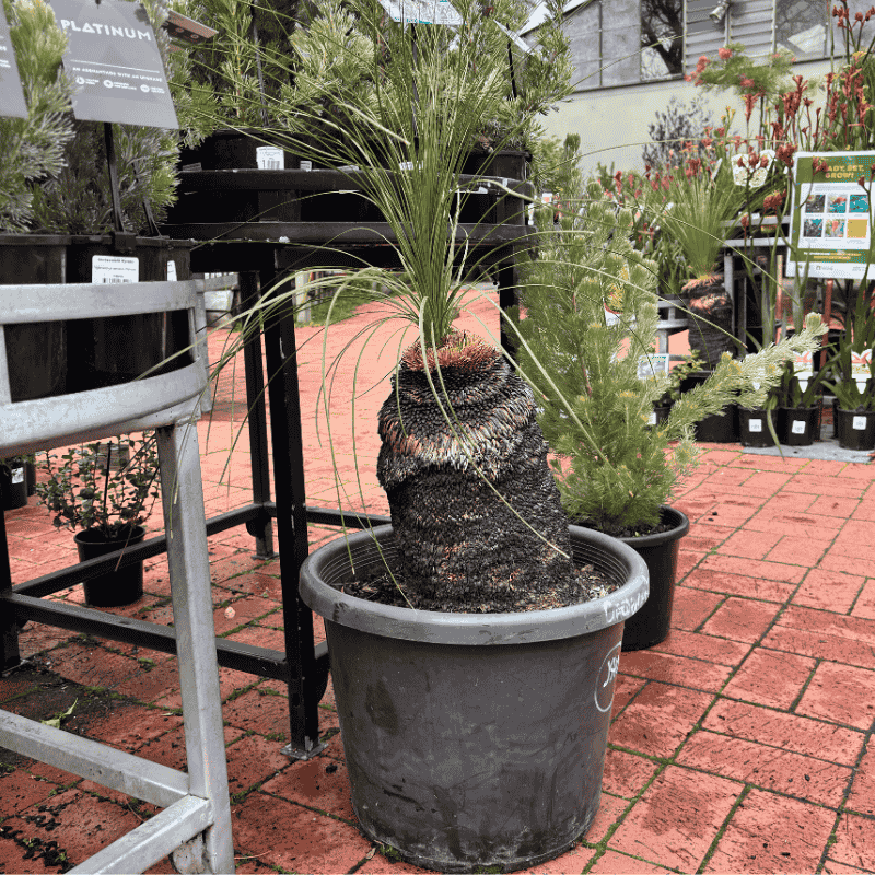 Xanthorrhoea glauca 90cm