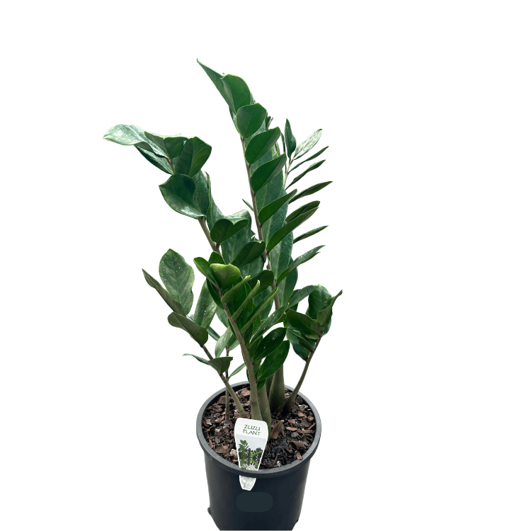 Zamioculcas zamiifolia Zanzibar Gem 20cm