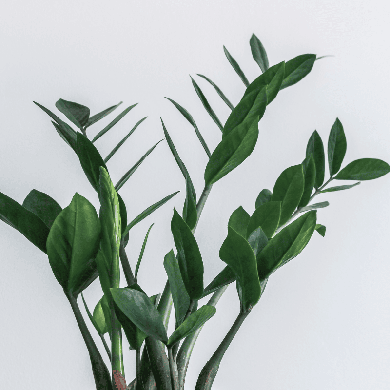 Zamioculcas zamiifolia 20cm