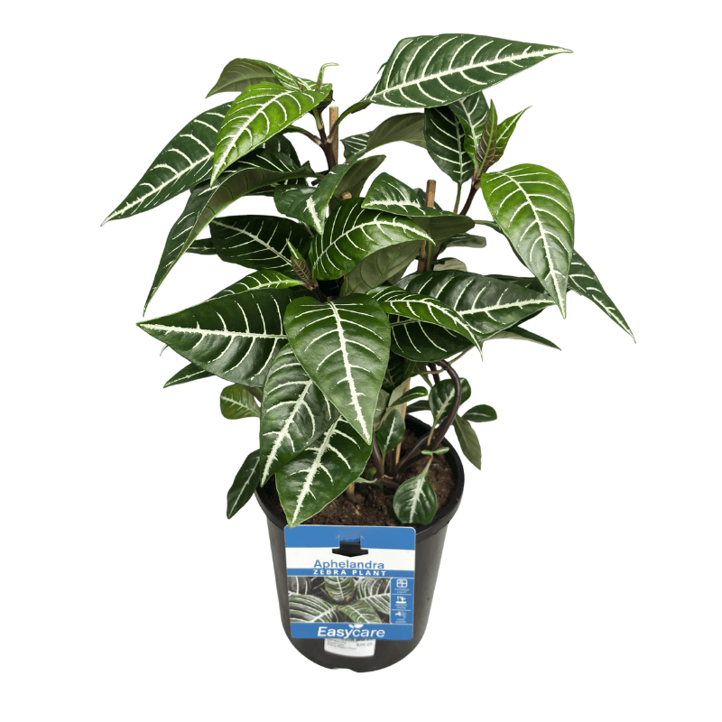 Aphelandra squarrosa - Zebra Plant 17cm