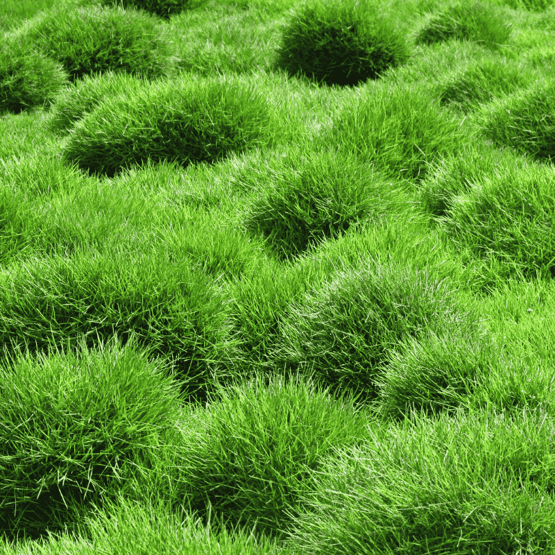 Zoysia tenuifolia 10cm