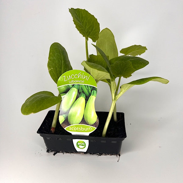 Zucchini Lebanese punnet