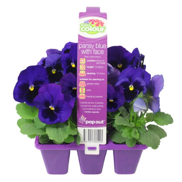 Pansy Blue With Face