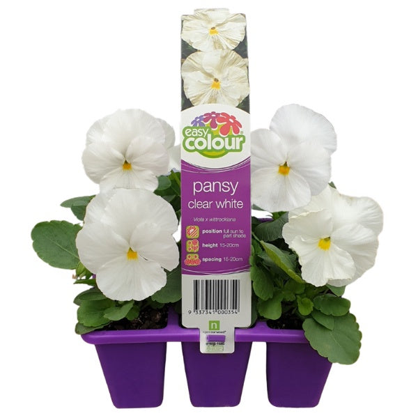 Pansy Clear White