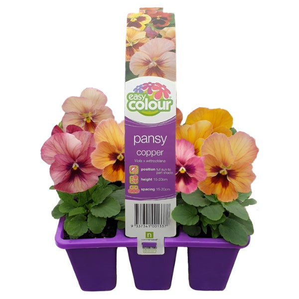 Pansy Copper