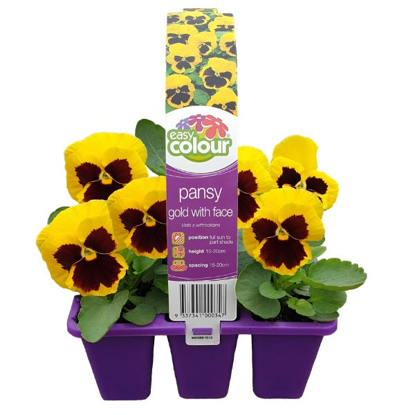 Pansy Gold With Face