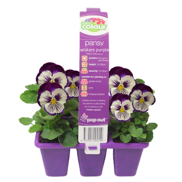 Pansy Whiskers Purple & White