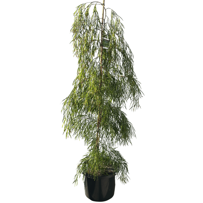 Acacia 'Copper Tips' 33cm