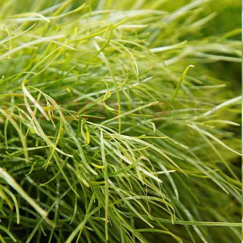 Acacia cognata 'Limelight' 25cm - Patio Standard