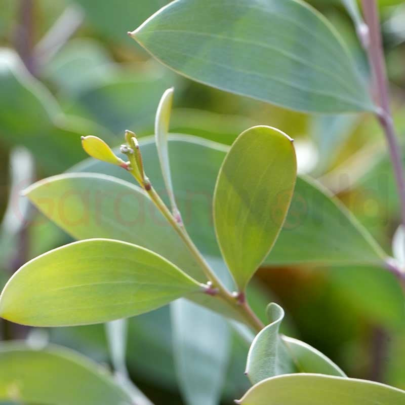 Acacia binervia 'Sterling Silver' 14cm