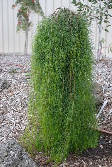 Acacia cognata 'Waterfall' Grafted Standard 40cm