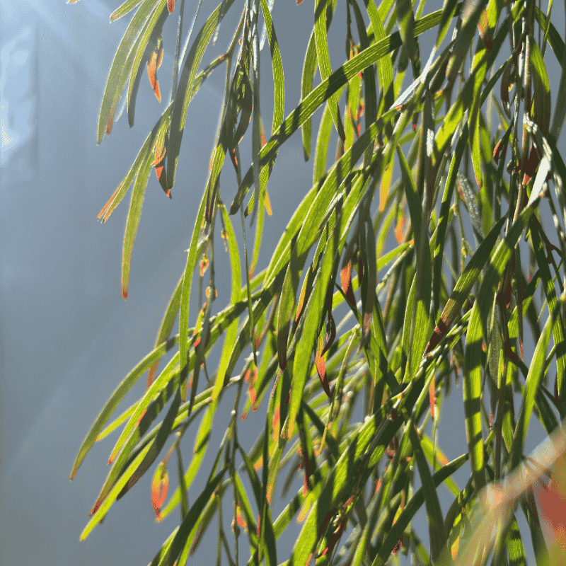 Acacia 'Copper Tips' 33cm