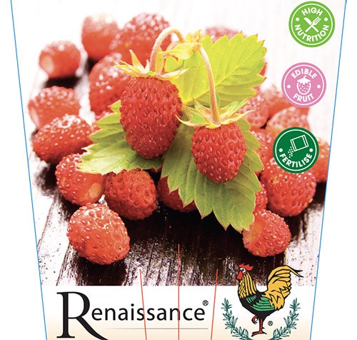 Wild Strawberry Alpine 10cm