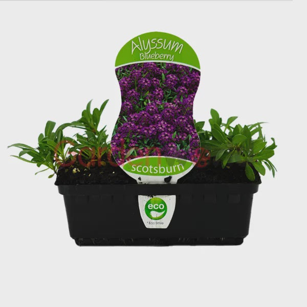 Alyssum Blueberry Punnet