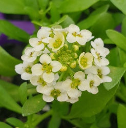Alyssum Citron