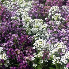 Alyssum Coral