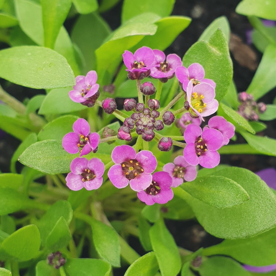 Alyssum Violet